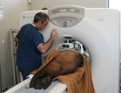 Hospital Veterinario Marina Baixa: realizando un TAC a un len marino