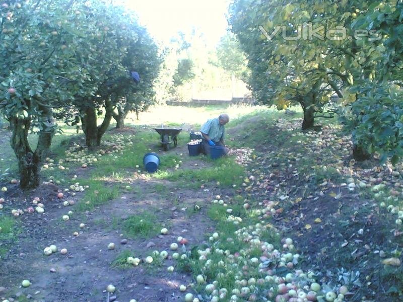 Recolectando manzana para Sidra