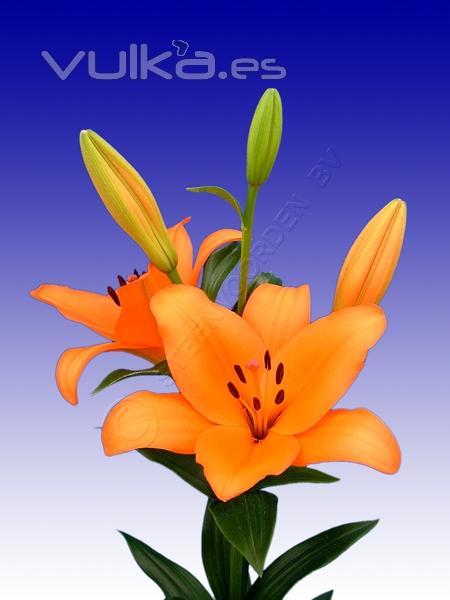 Lilium LA Salmon