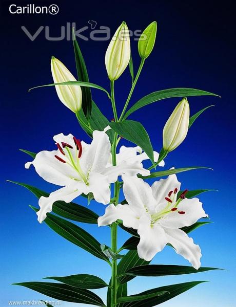 Lilium Oriental Blanco