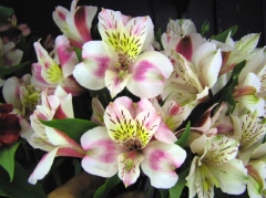 Alstromeria