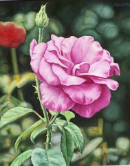 Flor., rosa iii. leo sobre lienzo. 27x22 cm. ao 2007