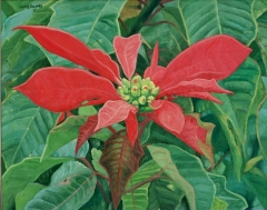 Flor., de pascua. leo sobre lienzo. 41x33 cm. ao 1995