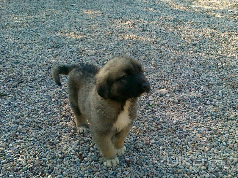 cachorro de pastor del caucaso