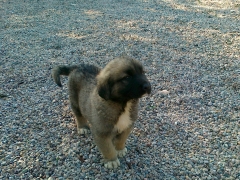 cachorro de pastor del caucaso