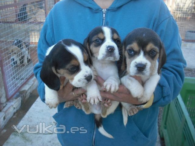 cachorros de beagle