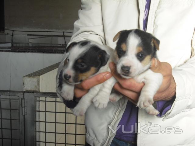 cachorros de jack russell terrier