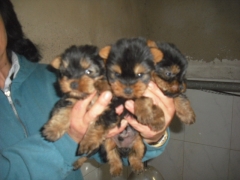 cachorros de yorkshire terrier