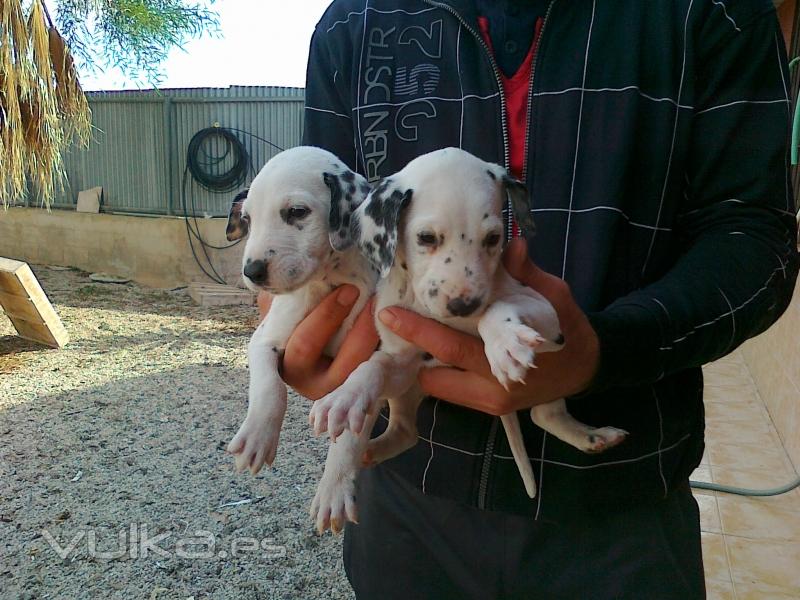 cachorros de dalmata