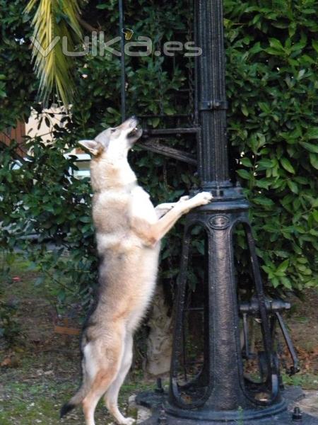 La Loba observando la farola que da nombre al criadero