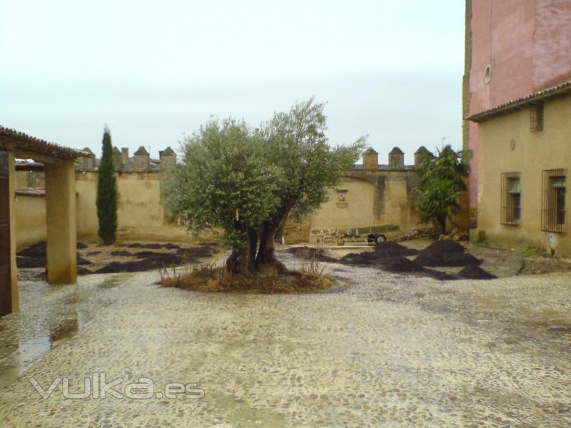 Plantación de olivo y de césped en un palacio