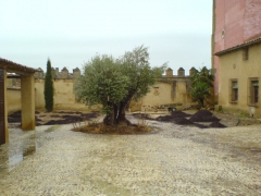 Plantacin de olivo y de csped en un palacio