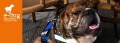 Educadores de perros en alicante y castellon