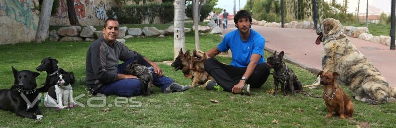 adiestramiento canino en Alicante y Castelln