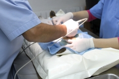 ALBEITAR Clínica Veterinaria Talavera Cirugía