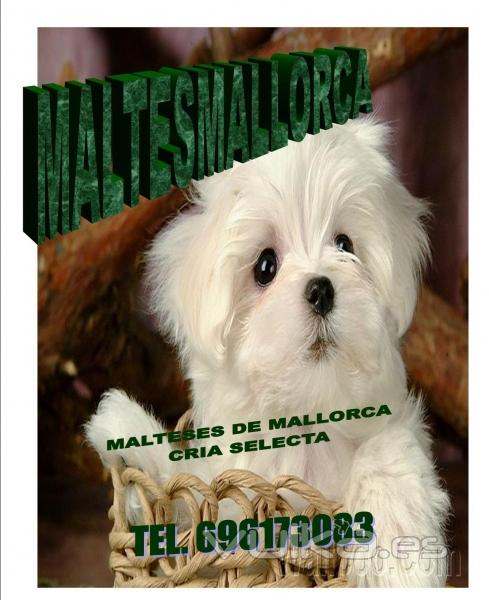 CRIA FAMILIAR Y SELECTA DEL BICHON MALTES ( MALLORCA)