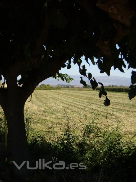 cultivos-vistas del pueblo. Fuente econmica.