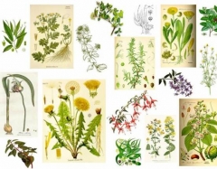 Herbolario y productos naturales
