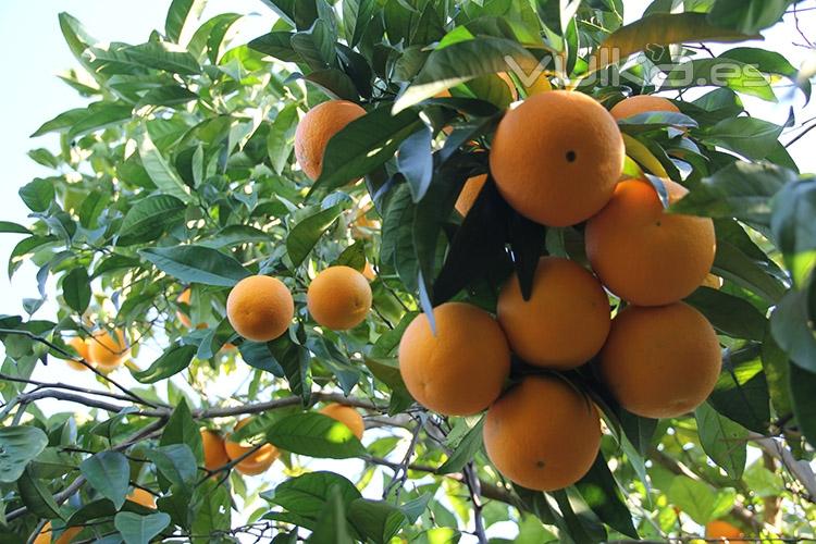 Naranjas zumo y mesa. Del campo a casa.