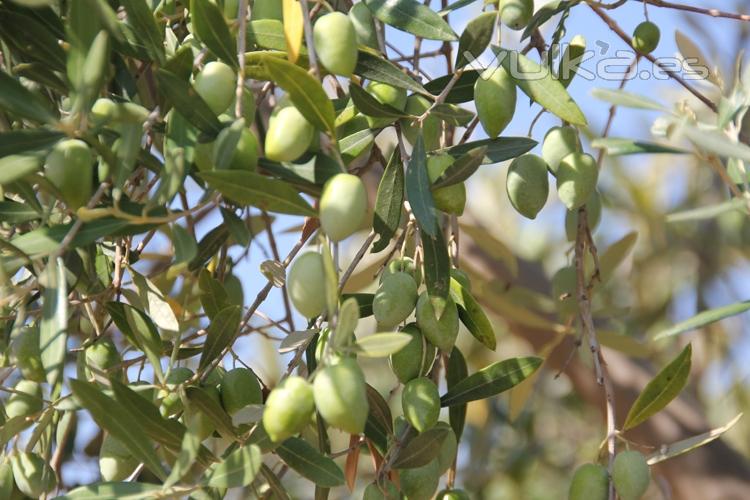 Aceitunas de las que extraemos por procedimientos mecnicos nuestro aceite de oliva virgen extra.