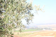 Nuestros olivos con la vista del valle del Guadalquivir.