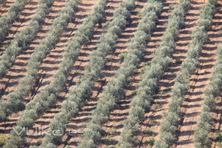 Olivos de los que obtenemos nuestro aceite de oliva virgen extra.