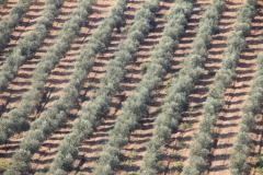 Olivos de los que obtenemos nuestro aceite de oliva virgen extra.