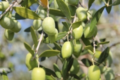 Aceitunas de las que extraemos nuestro aceite de oliva virgen extra