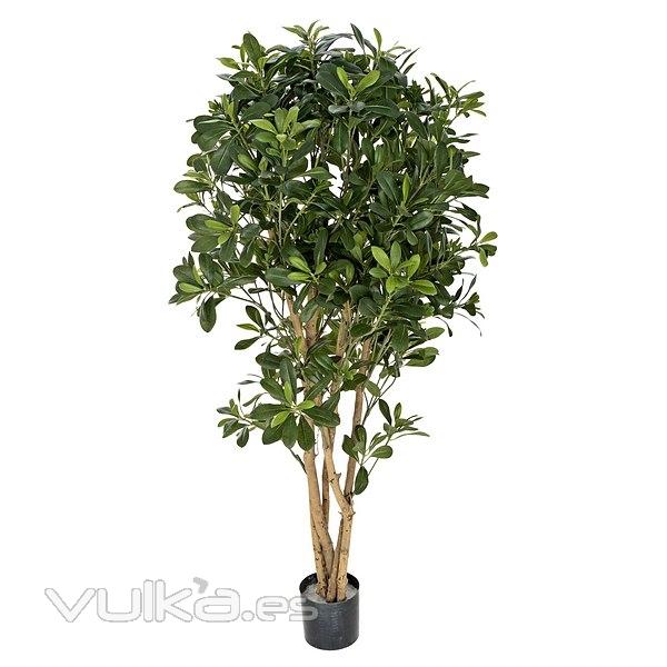 Plantas artificiales> Planta pittosporum artificial con maceta 120 en La Llimona home