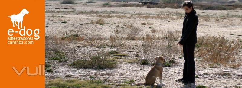 adiestramiento en obediencia bsica de perros