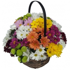 Un clasico para regalar flores cesta de margaritas multicolor
