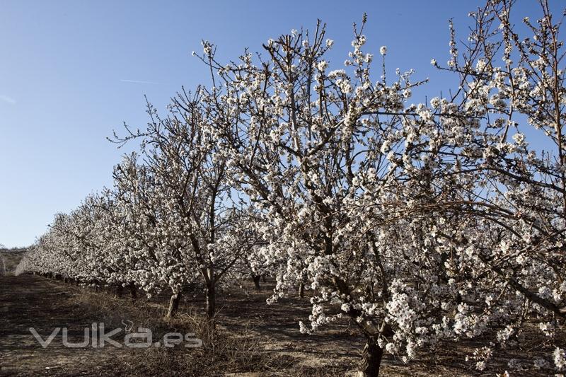 Almendros. Agroindustrial Ayerbe. Productos naturales.