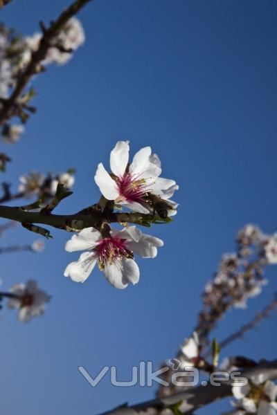 Flor de la almendra. Agroindustrial Ayerbe. Productos naturales.