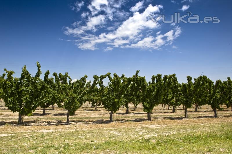 Cerezos. Agroindustrial Ayerbe. Productos naturales.