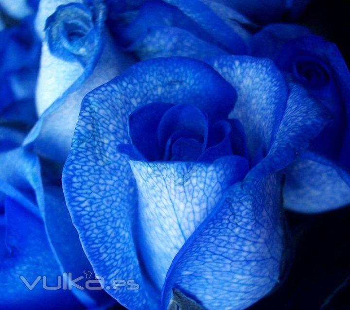 Espléndidas Rosas  Azules! para ocasiones especiales.