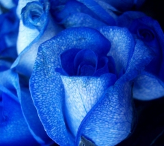 Esplndidas rosas  azules! para ocasiones especiales.