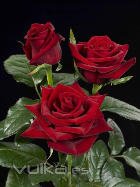 Rosa Fridon; la rosa roja por excelencia