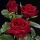 Rosa Fridon; la rosa roja por excelencia