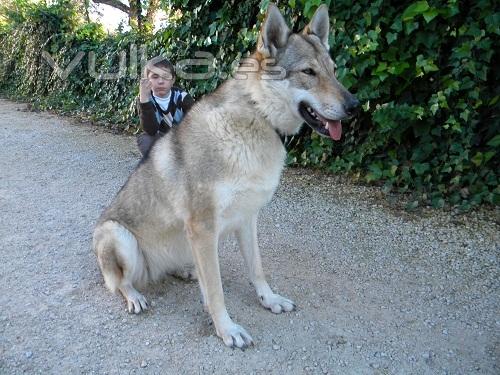 El nio y la Loba