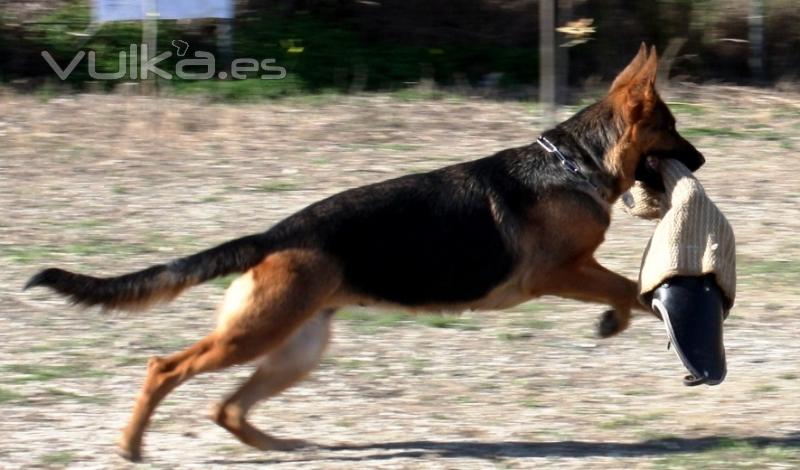 ADIESTRAMIENTO CANINO 