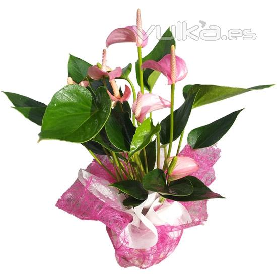 Planta de Anthurium rosa para enviar a domicilio. Enva plantas a domicilio en madrid.