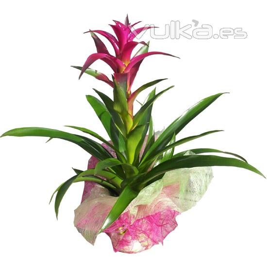 Palnta de guzmania rosa. Enva plantas a domicilio en madrid.