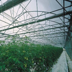 Invernadero mulitcapilla gotico para cultivo de hortalizas