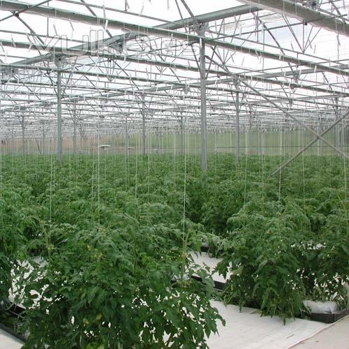 Invernadero multicapilla curvo para cultivo de hortalizas