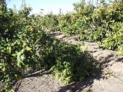 Foto 160 tratamiento agrícola - Agroserveis san Marti sl