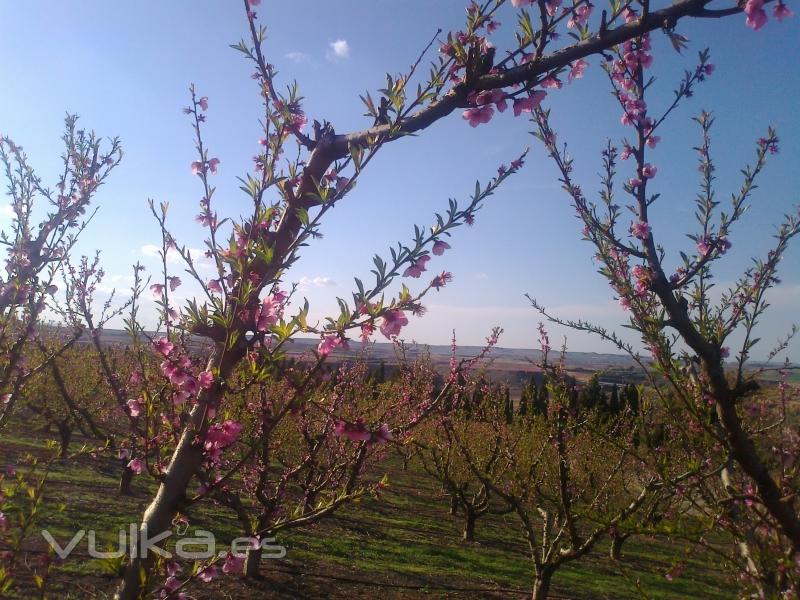 arboles flor