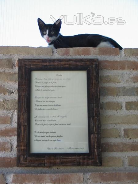 Poema Baudelaire para gatos