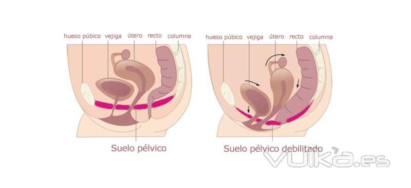 El suelo plvico