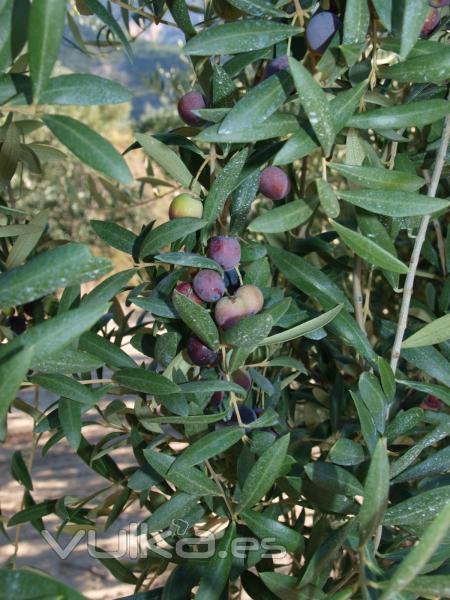 Aceitunas arbequinas