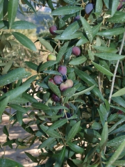 Aceitunas arbequinas